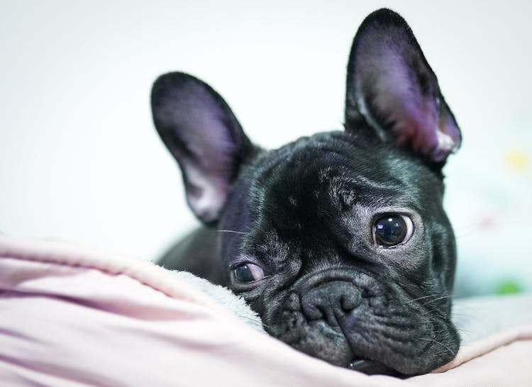 Black French Bulldog Puppy Lying Down