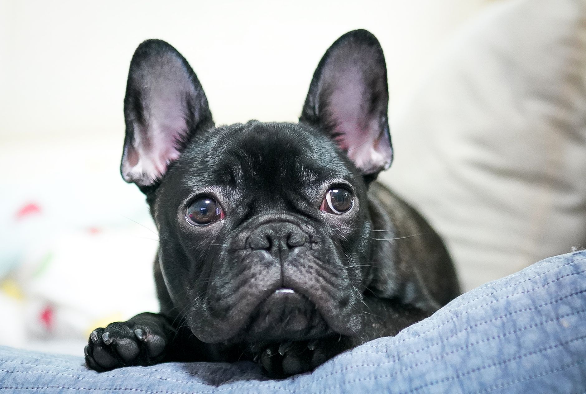 The Low-Energy Companions: French Bulldog and Cavalier King Charles Spaniel