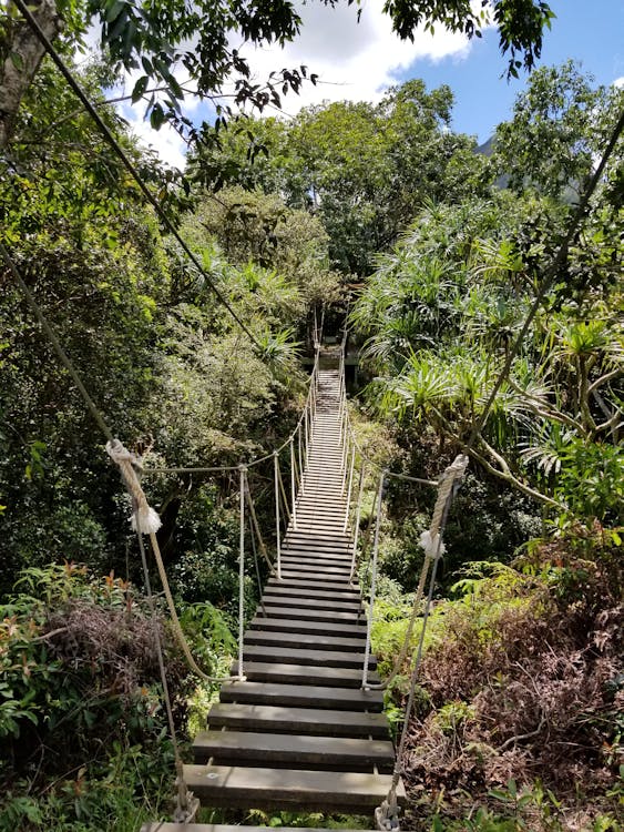 Brown Hanging Bridge Surrounded by Trees