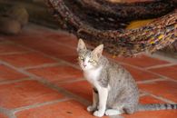 在越南嘉莱，一只可爱的虎斑猫坐在室内的瓷砖地板上