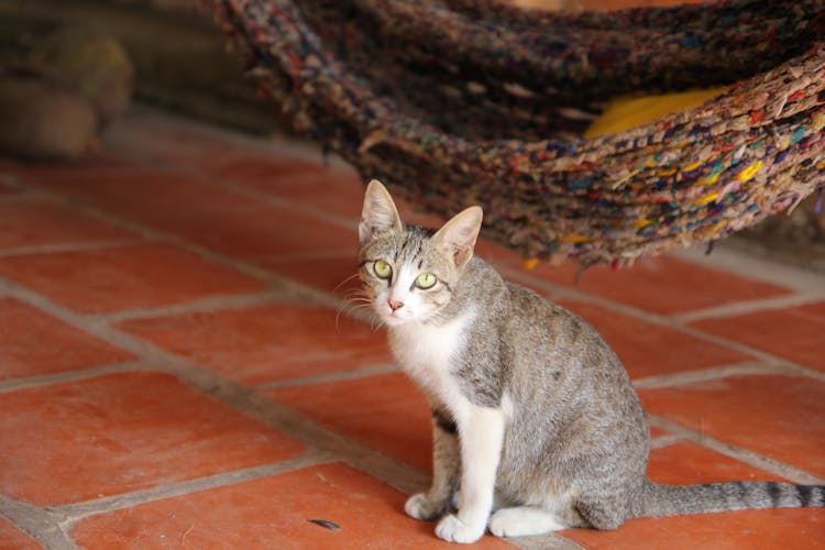 Gray Tabby Cat