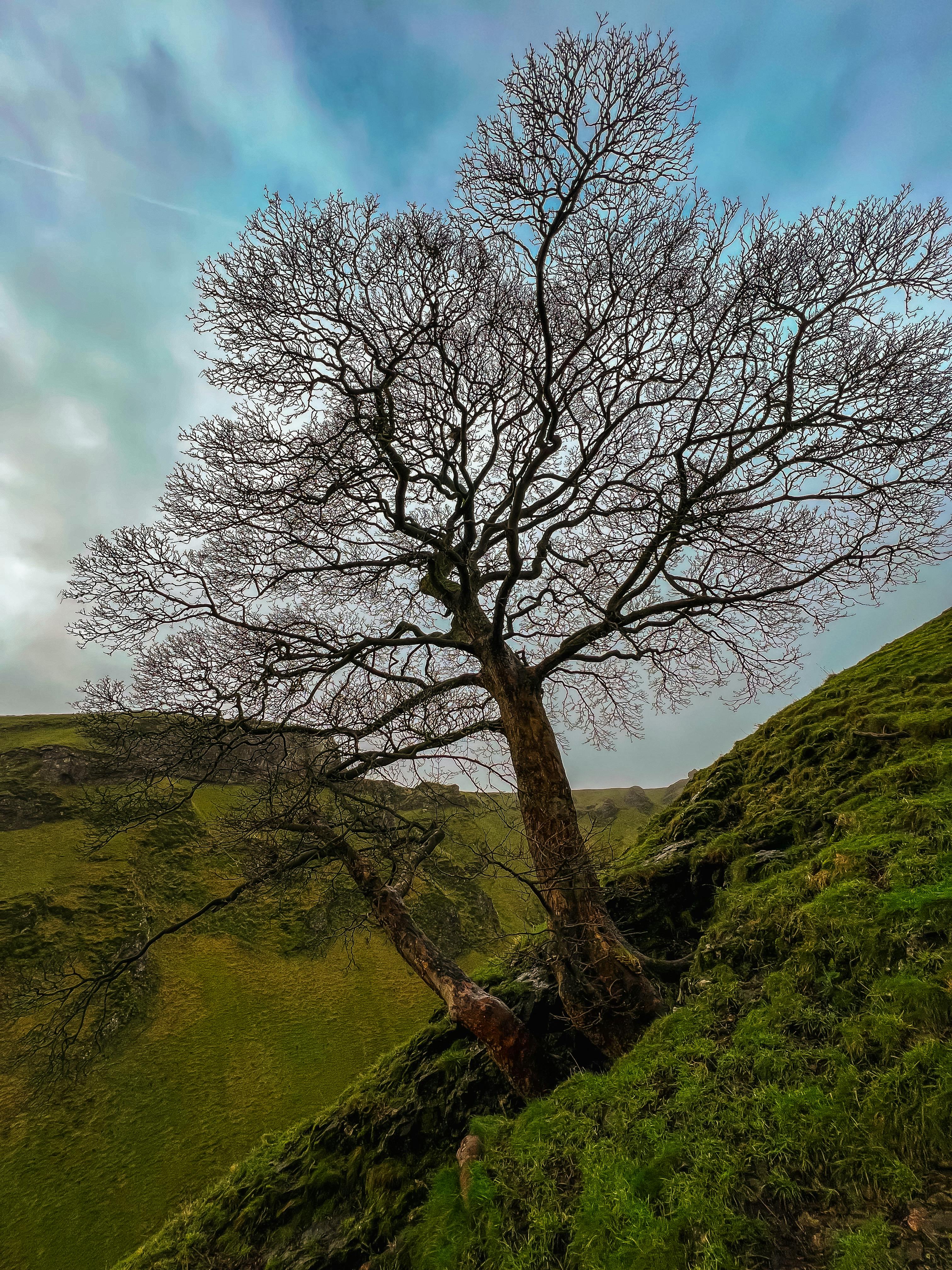 brown bare tree in the mountain