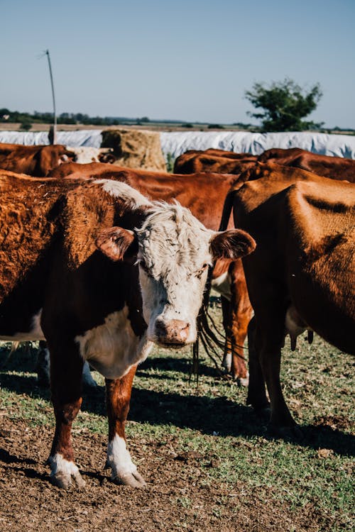 Herd of Cows on a Field