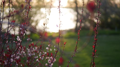 Gratis stockfoto met bloem, dageraad, depht of field