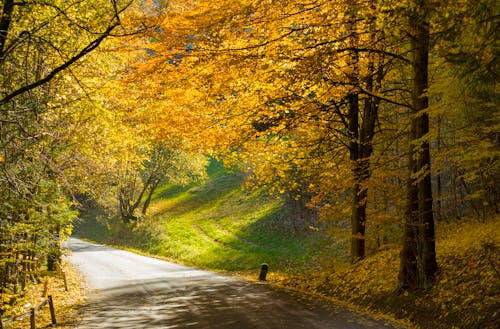 A Road during Autumn