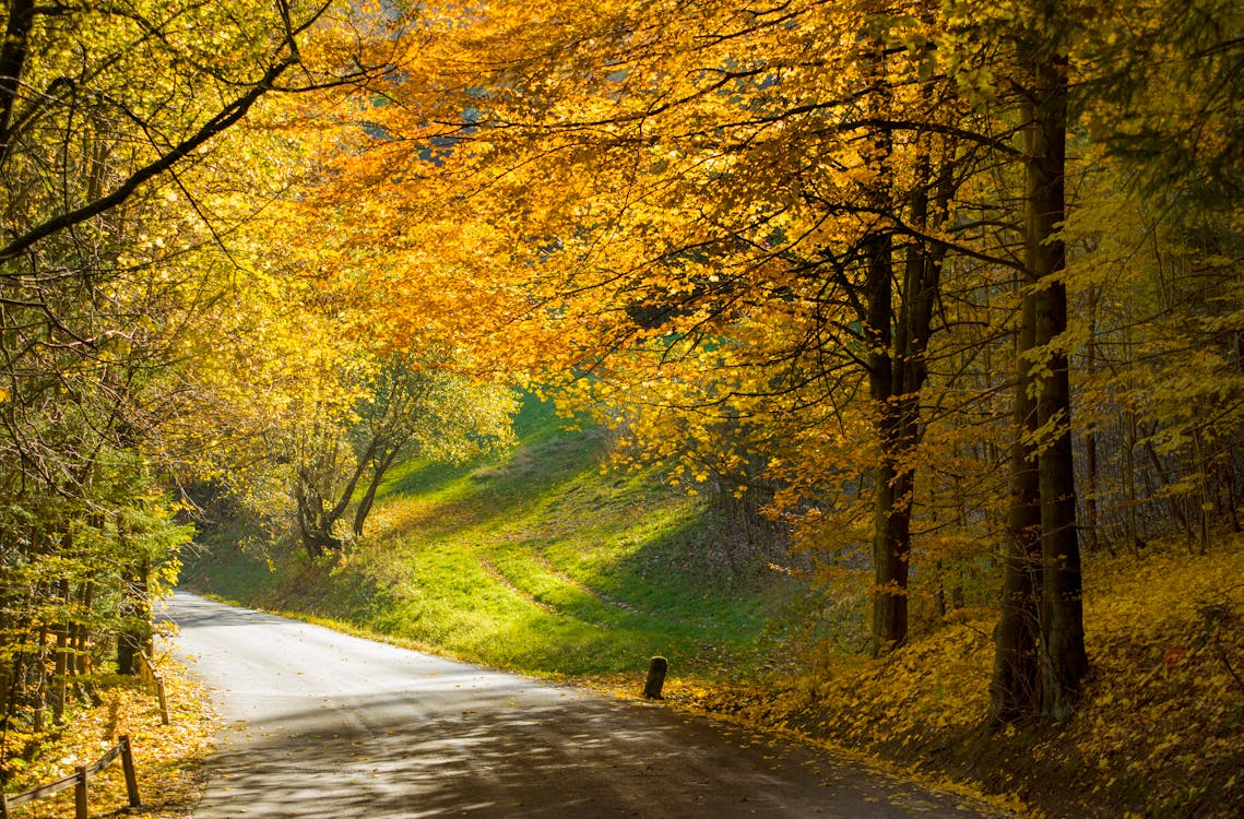 A Road during Autumn