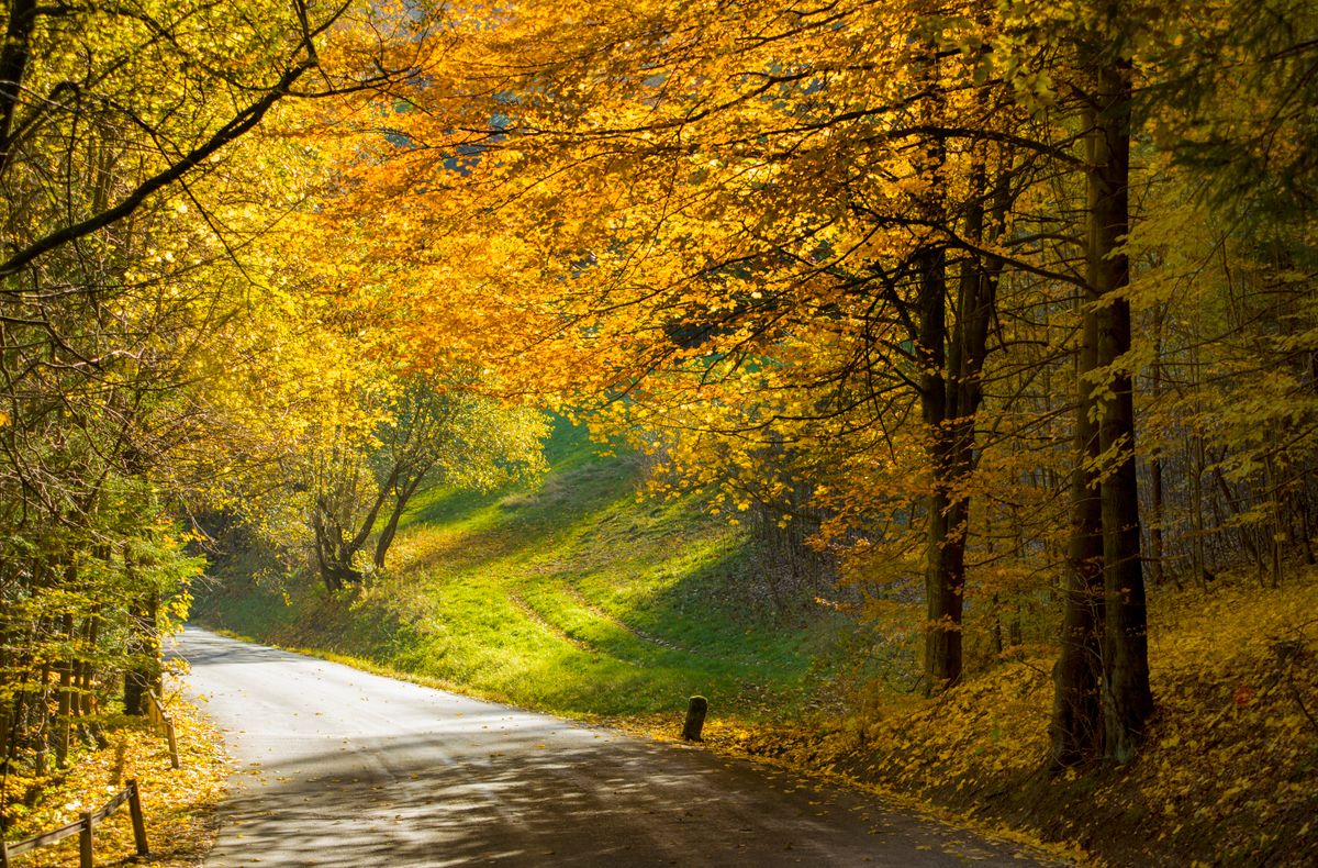 Drum acoperit cu frunze aurii, traversând o pădure de toamnă din estul Cehiei
