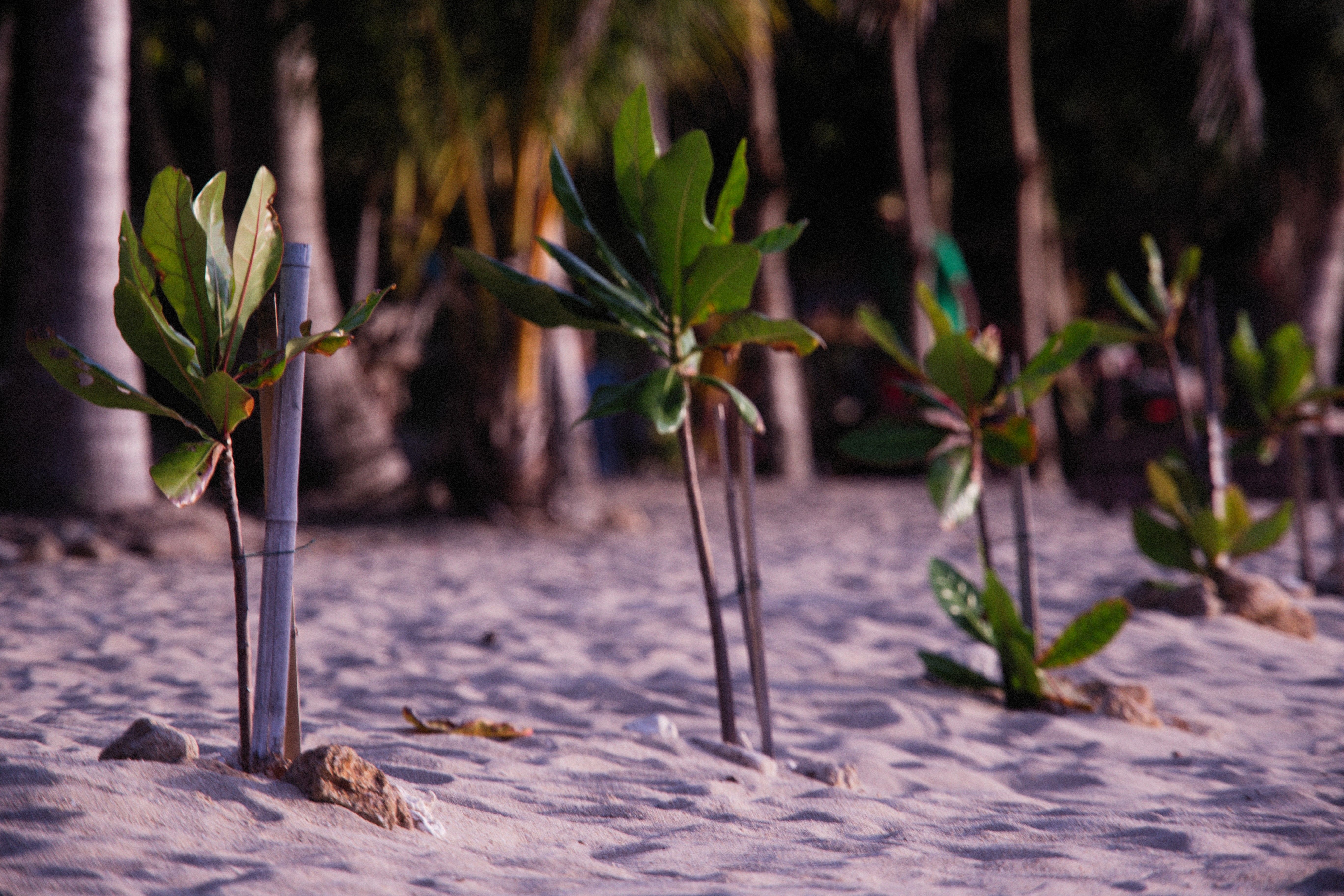 Plants Growing on Sand · Free Stock Photo