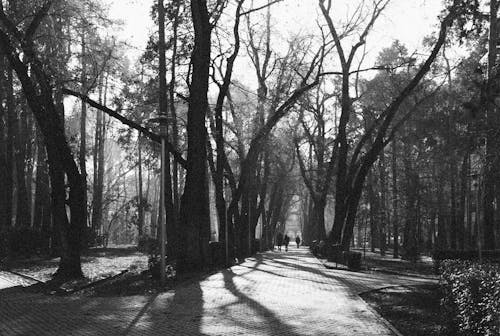 Grayscale Photo of Trees at a Park