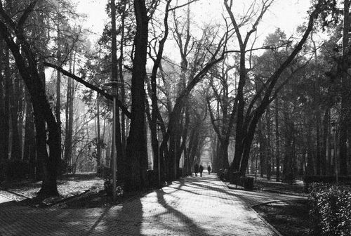 Free Black and white photo of a foggy park walkway lined with tall trees and silhouettes of people. Stock Photo