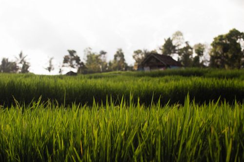 Free A serene view of a lush green rice field with trees and huts in the background. Stock Photo