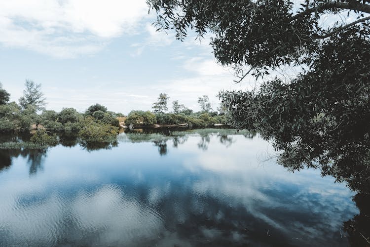 Trees Growing Near River