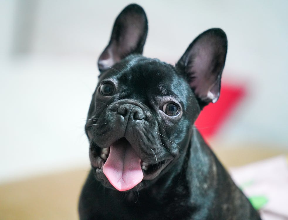 Close-up Photo of a Cute Black Puppy · Free Stock Photo