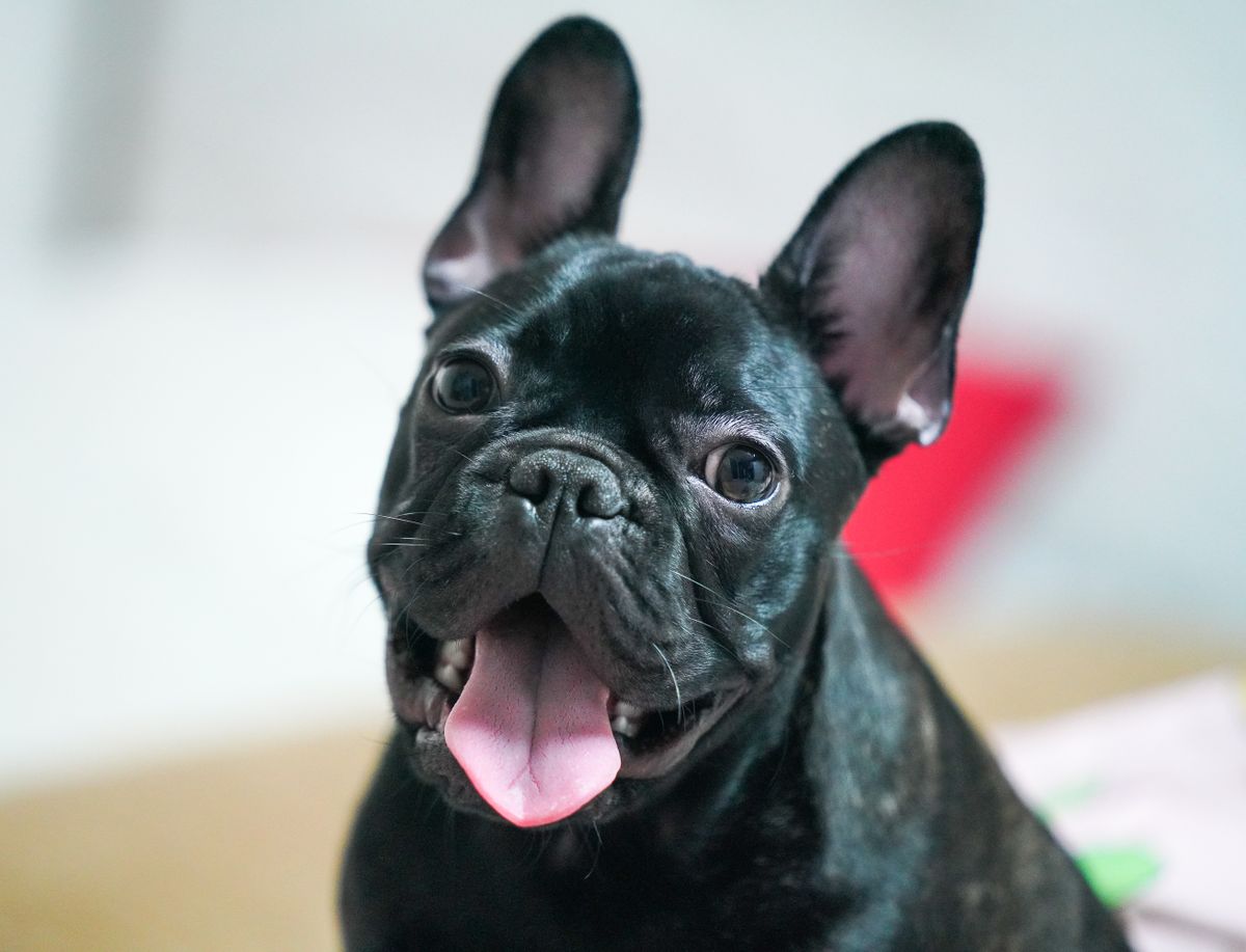 A happy black French Bulldog with tongue out, welcoming you
