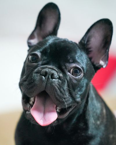 French Bulldog photo
