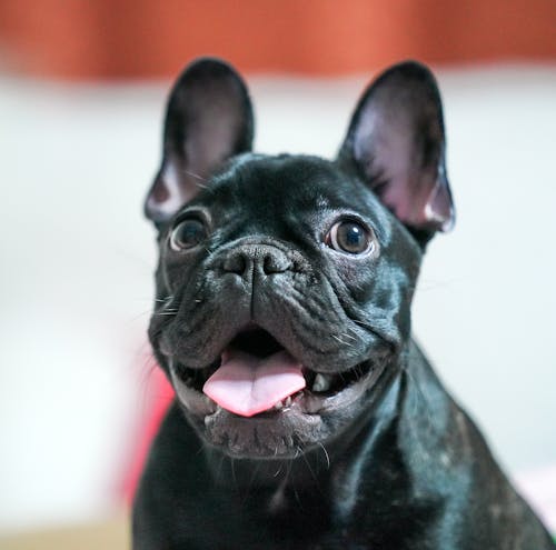Gratis Immagine gratuita di avvicinamento, bulldog francese, cane nero Foto a disposizione