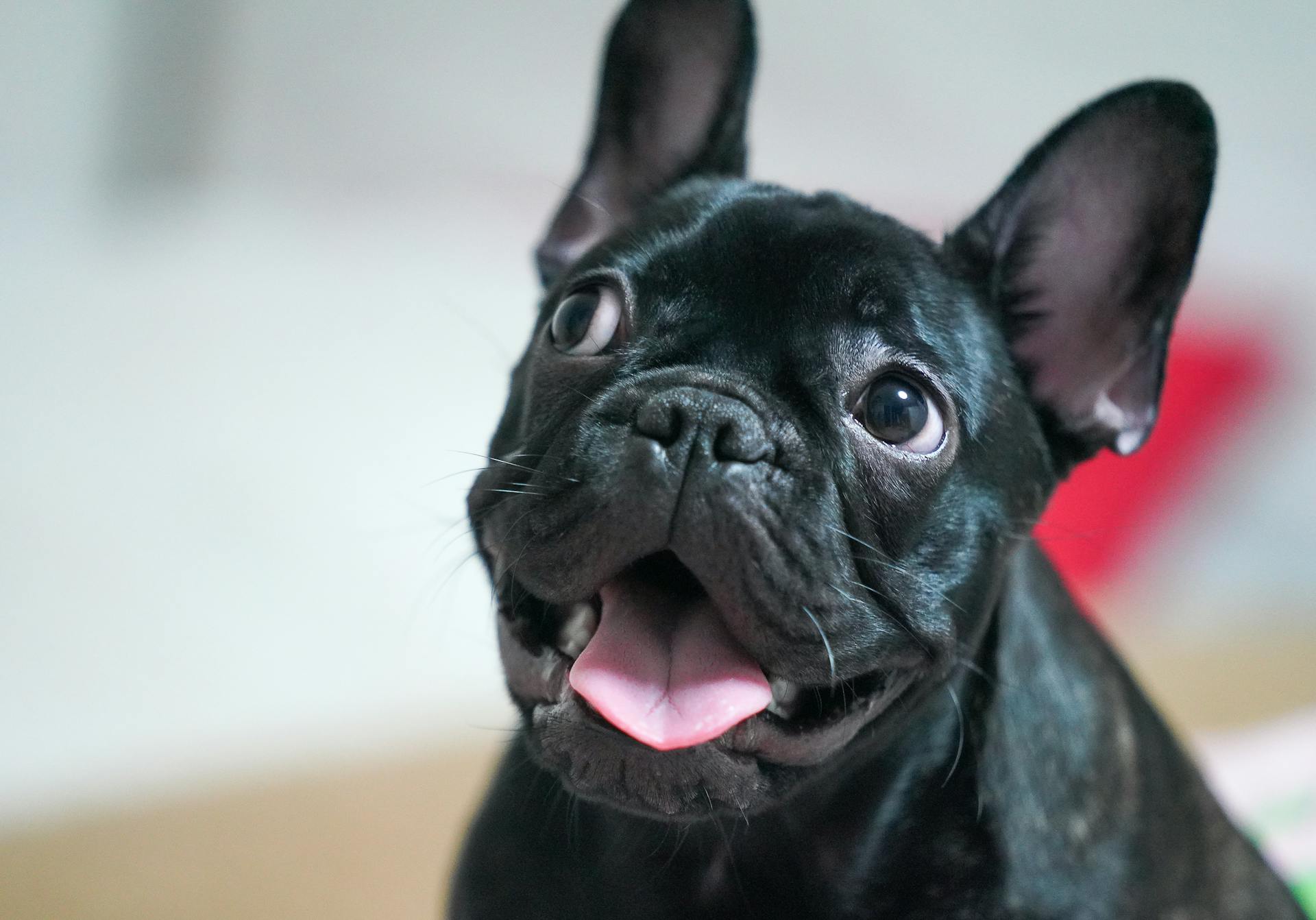 Close-Up Shot of Black French Bulldog