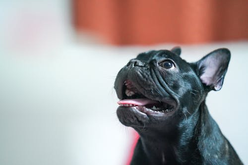 Gratis Immagine gratuita di avvicinamento, bulldog francese, cane nero Foto a disposizione