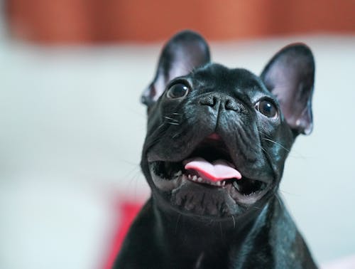 Cute of French Bulldog on Blur Background