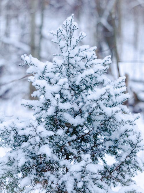 Imagine de stoc gratuită din acoperit de zăpadă, arbore, fotografiere verticală