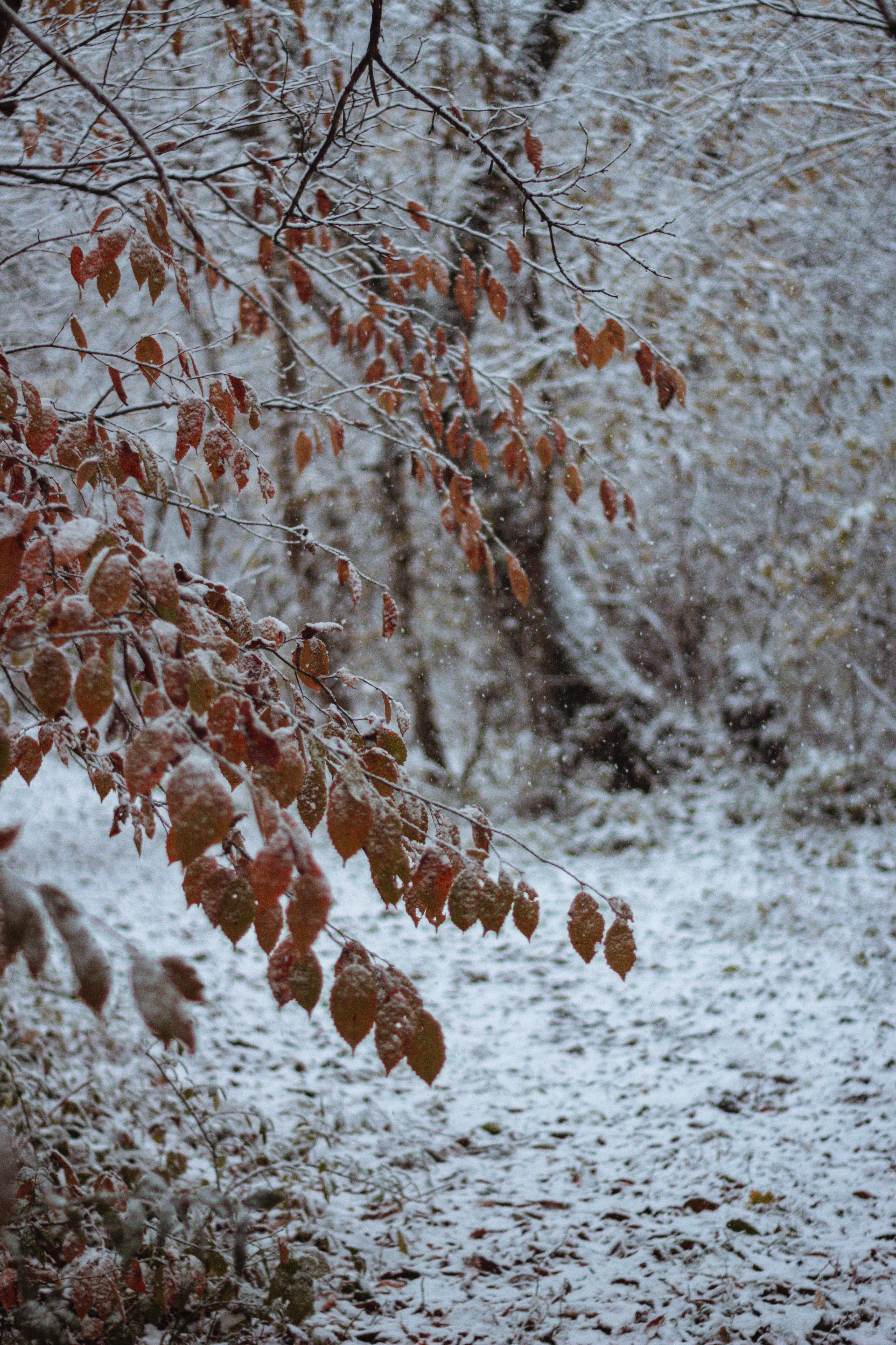 A serene forest scene showing autumn leaves dusted with snow, capturing the transition to winter.