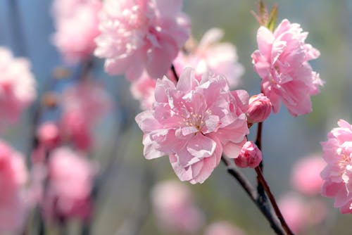 Pink Cherry Blossom in Close-Up Photography