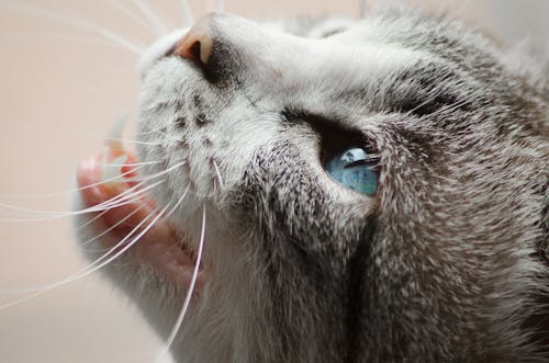 бесплатная Крупным планом фото серого и белого кота Стоковое фото