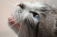 一张灰白相间的猫脸特写，清晰地展现了它蓝色的眼睛和胡须