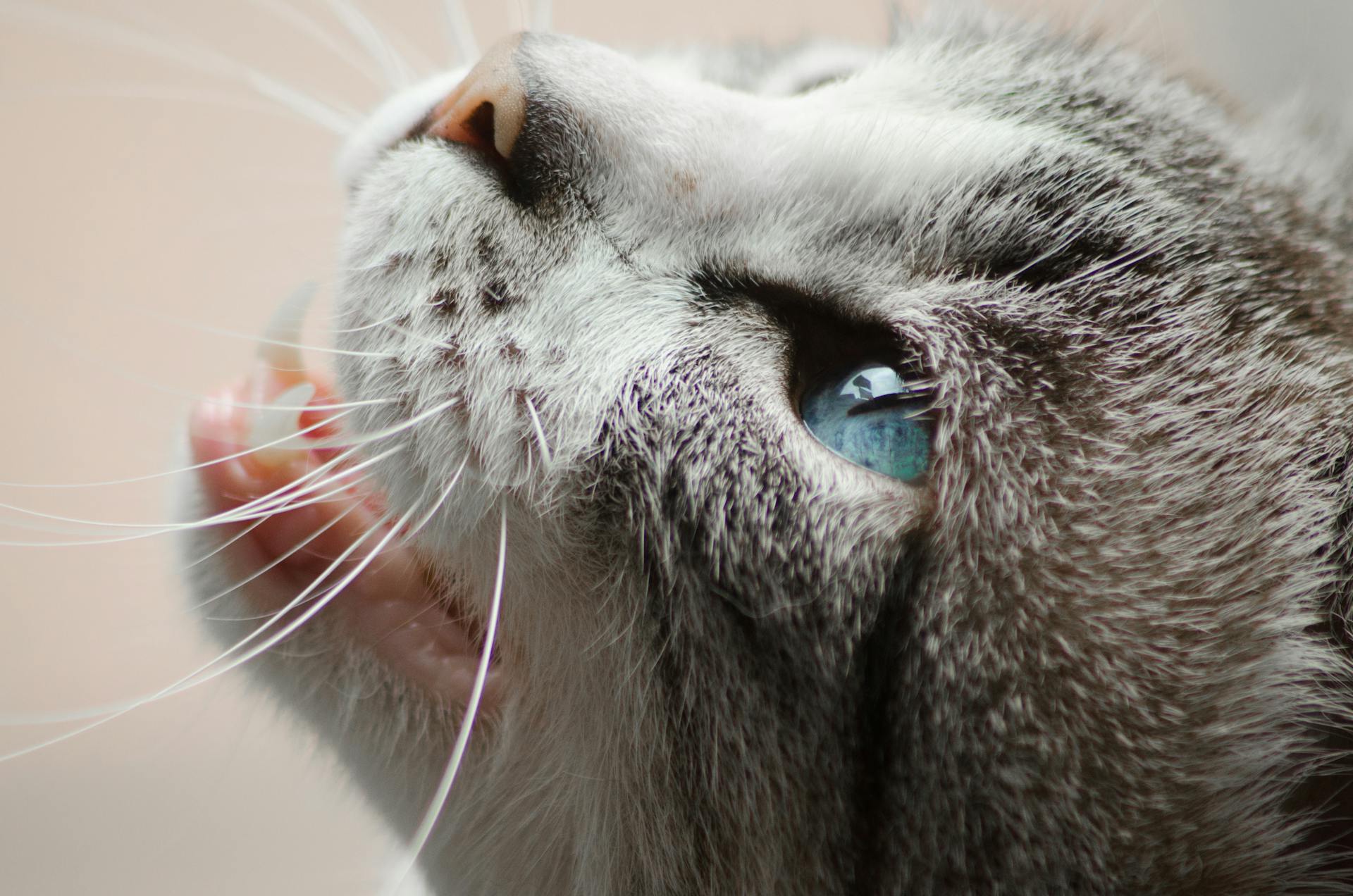 Close Photo of Gray and White Cat