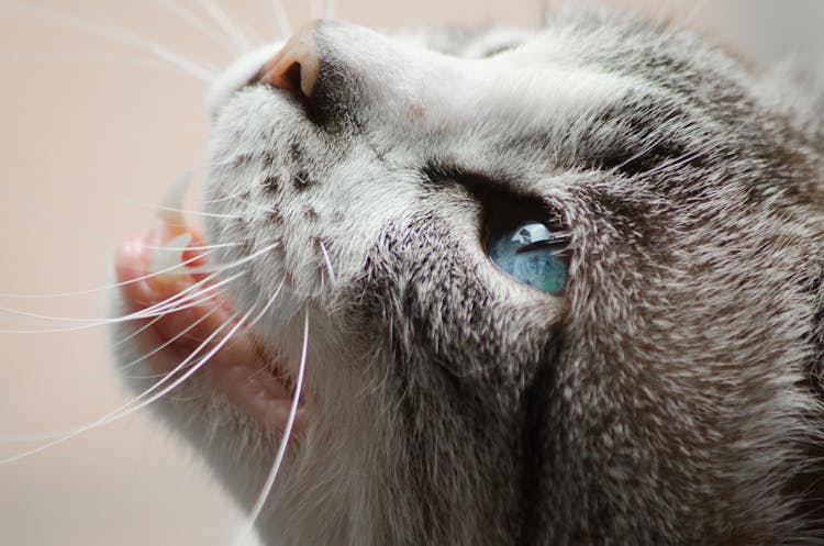 Close Photo Of Gray And White Cat