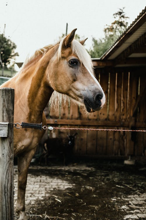 Imagine de stoc gratuită din animal, cal, cap