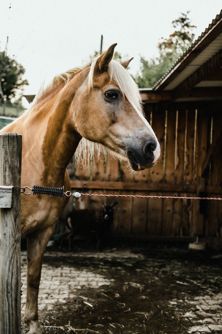 Brown And White Horse Standing Beside Wooden Fence