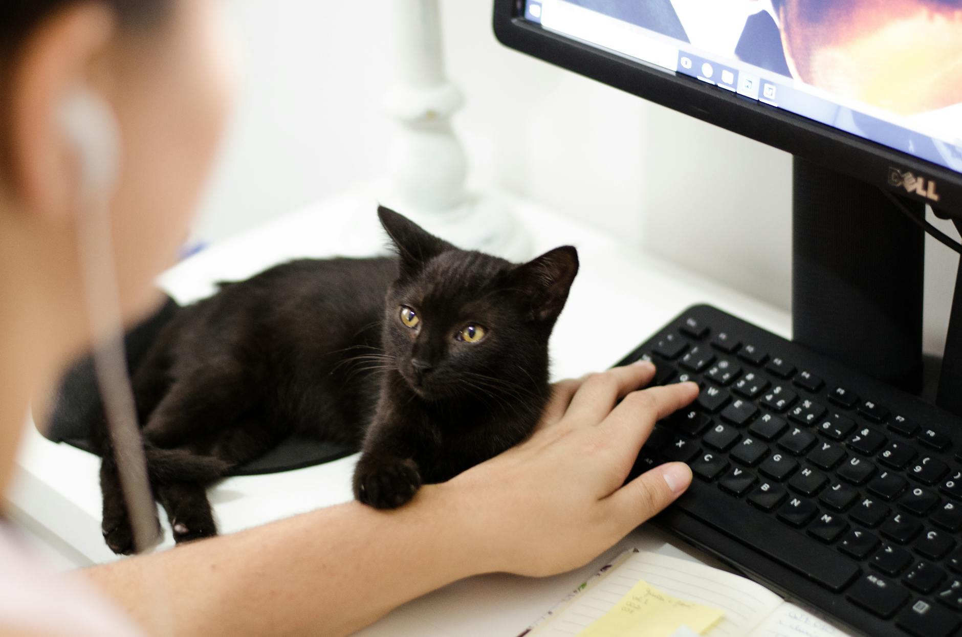 man working while a black cat is looking  at him