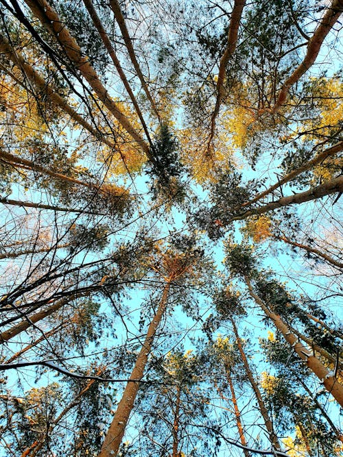 Worm's-eye view of Trees in a Forest