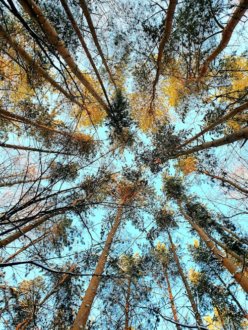 Darmowe zdjęcie z galerii z drzewa, fotografia przyrodnicza, gałęzie