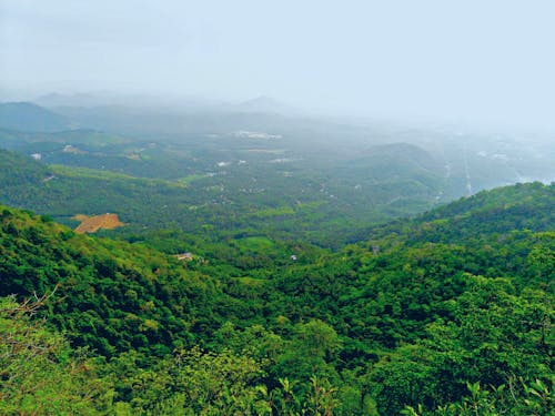 Green Trees Underneath Fogs