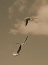 White Bird Flying Under Blue Sky