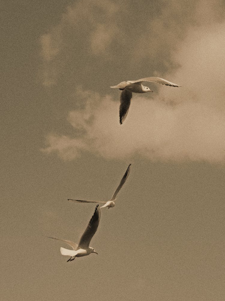 White Birds Flying On Sky 