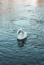 White Swan on Body of Water