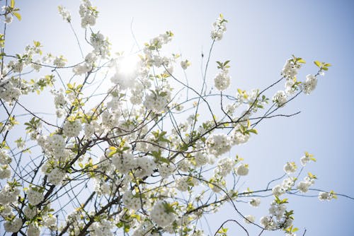 Free Yellow Petaled Flower Tree Stock Photo
