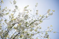 明媚的春日里，美丽的白樱花在阳光下绽放