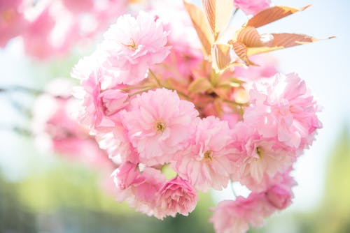 Photo of Pink Petaled Flowers