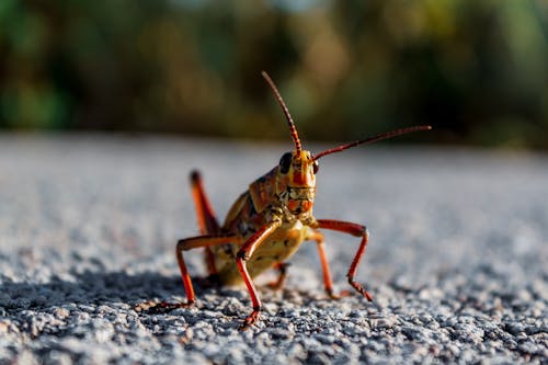 Grasshopper on Pavement