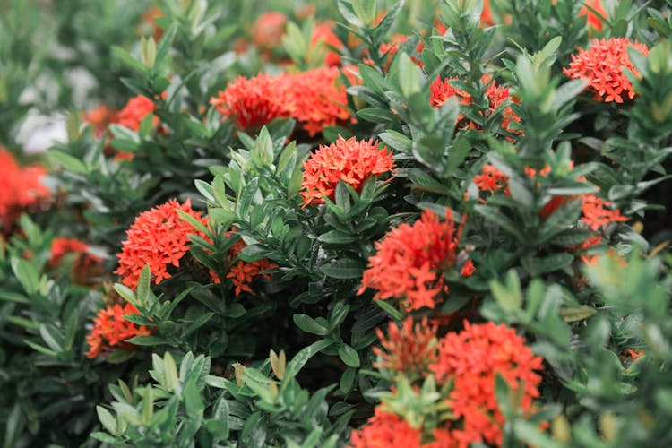 Flowers And Leaves On Bush