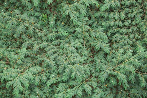 Plant with Green Leaves