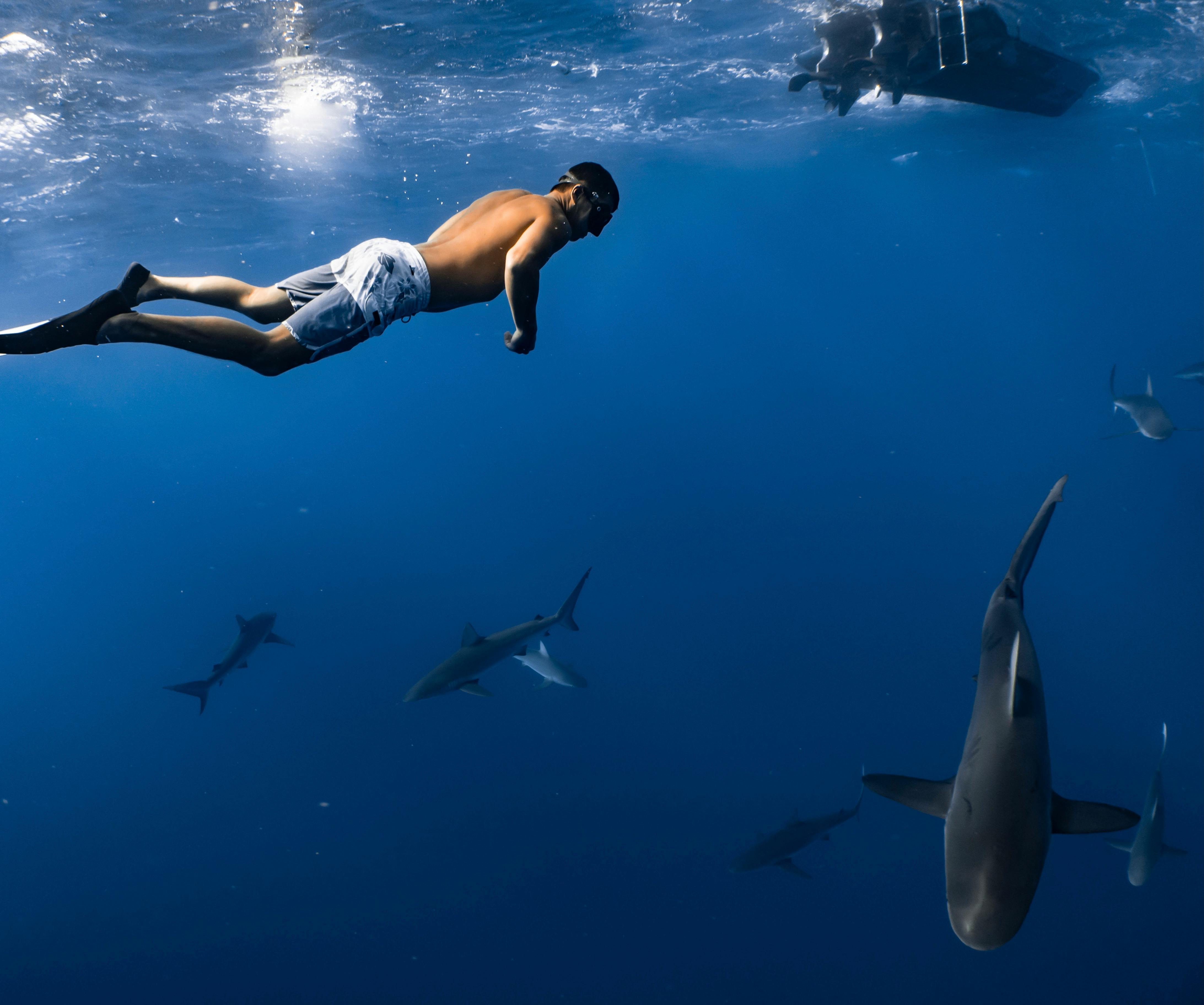 people swimming with sharks