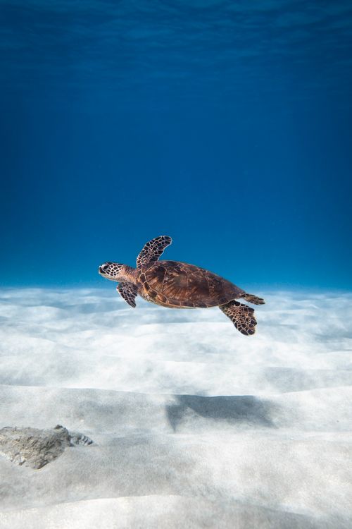 Free A serene view of a sea turtle gliding gracefully underwater, showcasing marine life beauty. Stock Photo