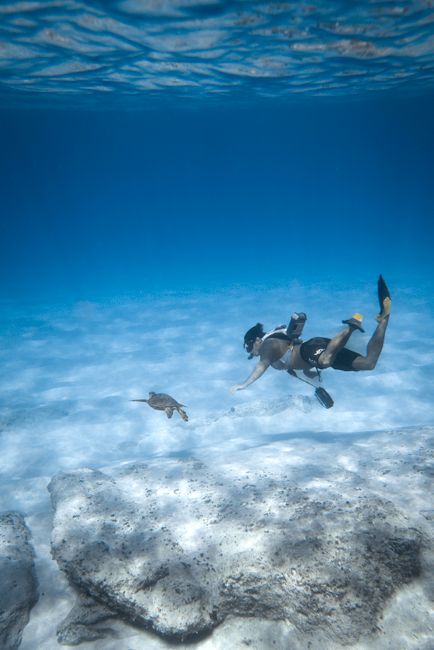 Scuba diver swims alongside a sea turtle in clear blue ocean waters over a sandy seabed.