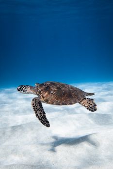 A majestic sea turtle swimming effortlessly in clear blue waters.