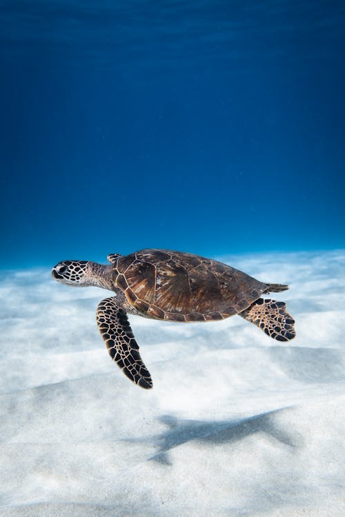 Foto de stock gratuita sobre animales en la naturaleza, bajo el agua, fondo  de pantalla para el móvil, libertad, mar, tiro vertical, tortuga marina,  vida marina